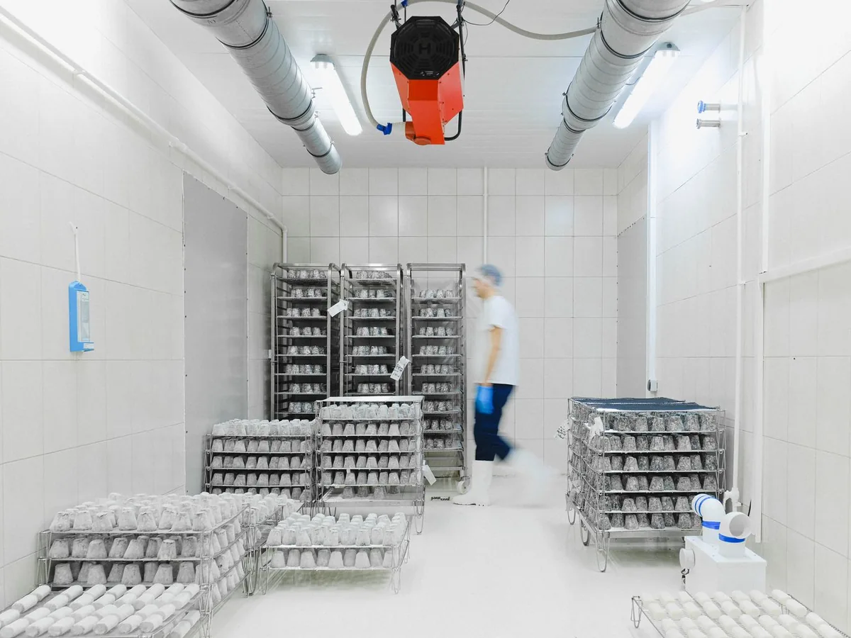 Racks of trays in a white cold-storage room